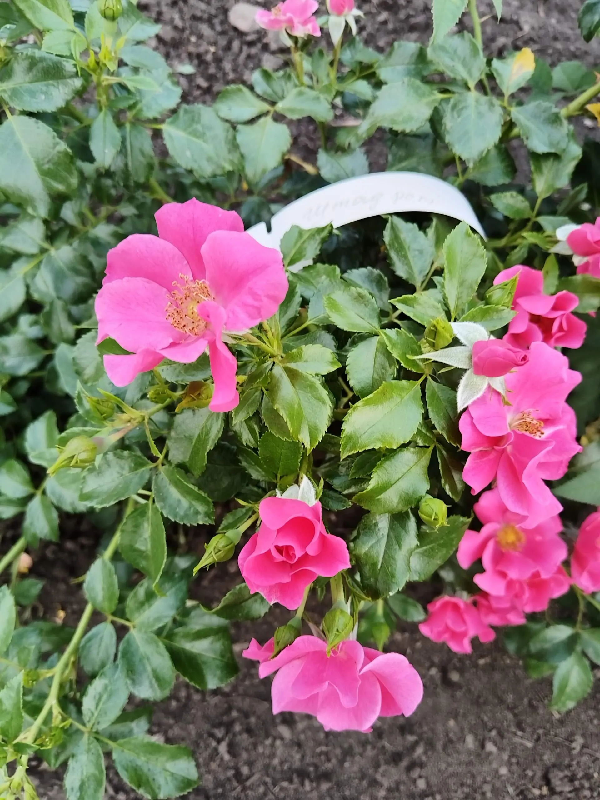 Штадт Ром ( Stadt Rom)