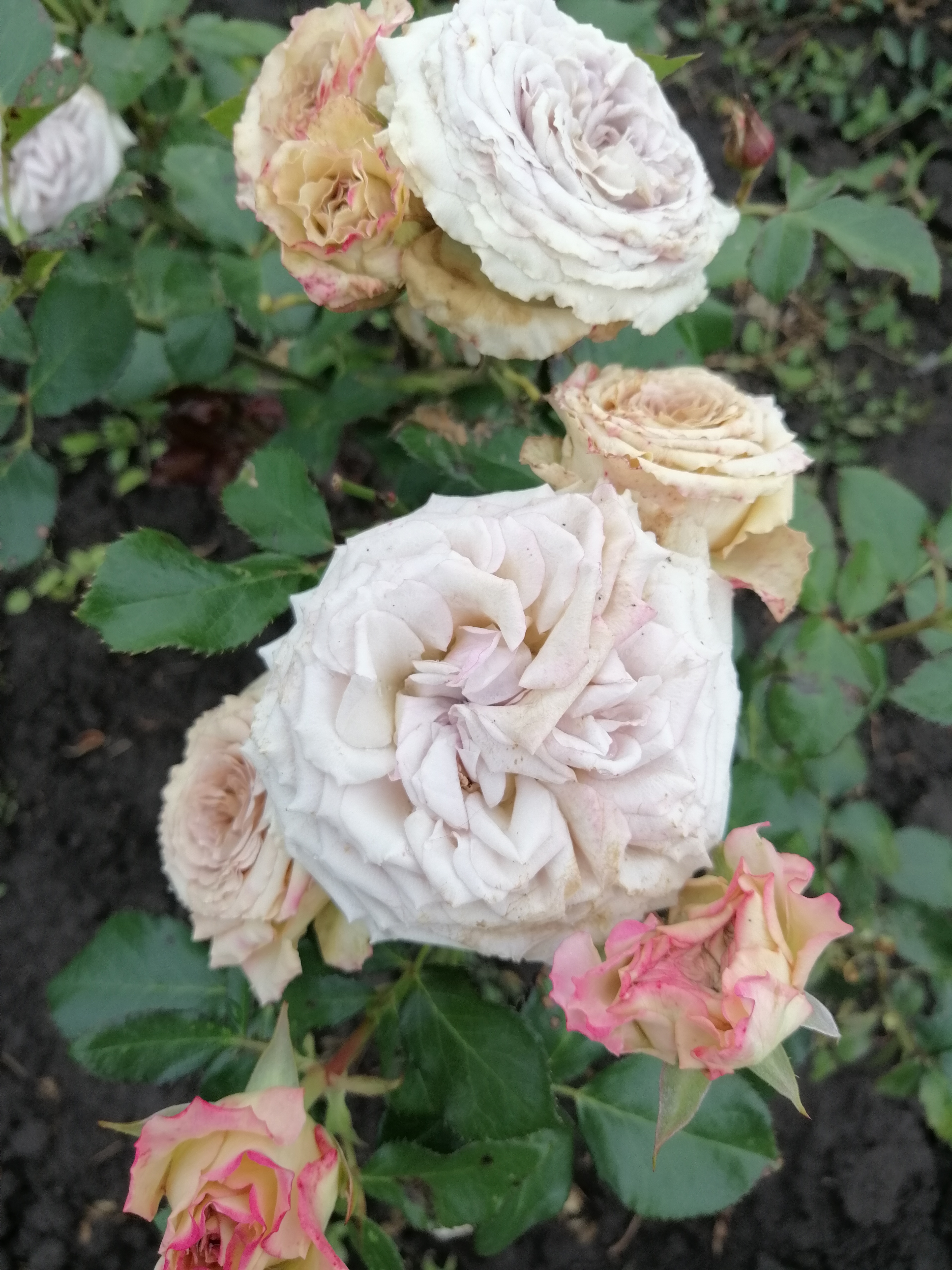 Бейли ( beyli)