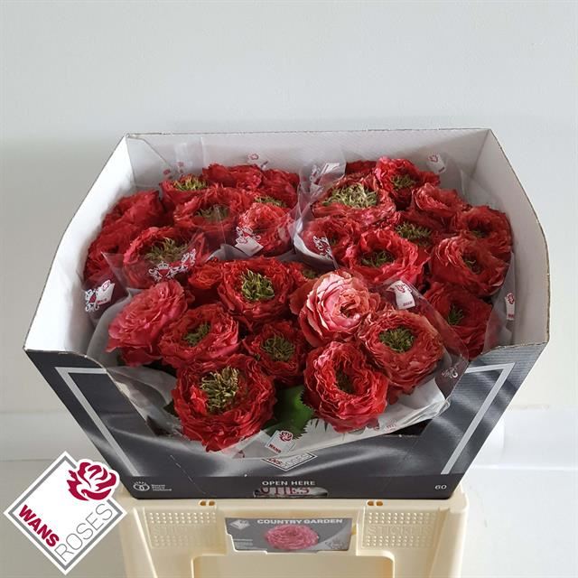 Саженцы розы Кантри Гарден (kantri-garden) заказать почтой. Купить кусты ананасные розы Кантри Гарден (kantri-garden) в интернет-магазине.