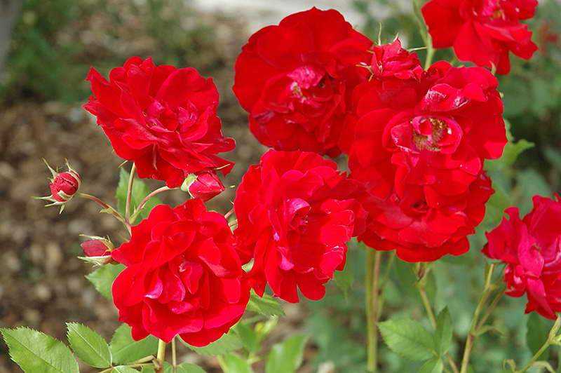 Саженцы розы Аделаида Худлесс заказать почтой. Купить кусты канадские розы Аделаида Худлесс в интернет-магазине.
