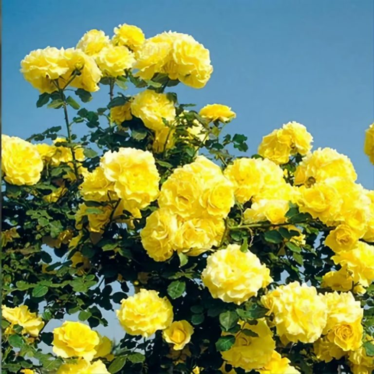 Римоза(Rimosa)