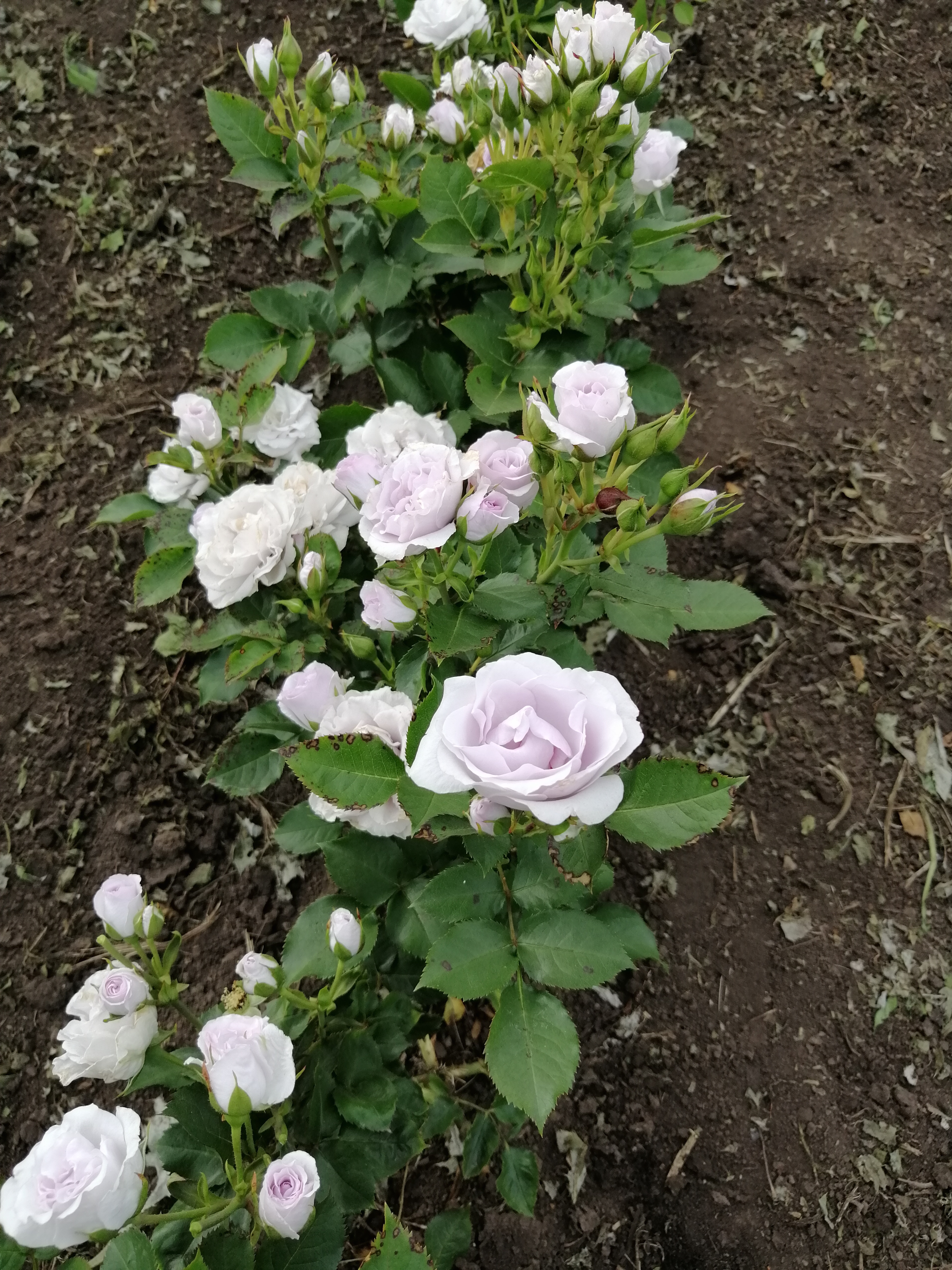 Лавендер Эверластинг   (Everlasting Lavender)