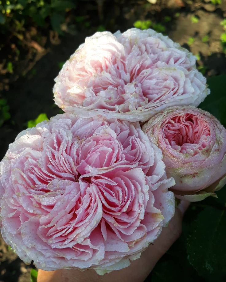 "Прайд оф Джейн (Pride of Jane)"