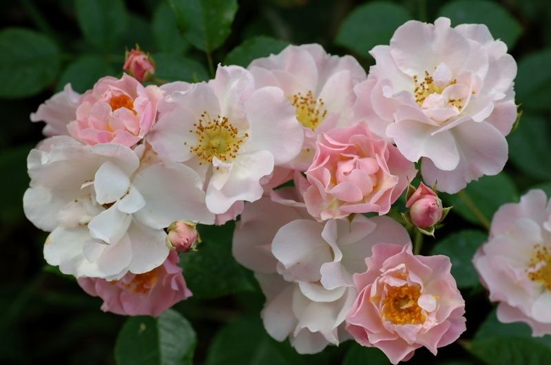 Пинк Скайлайнер (Pink Skyliner)