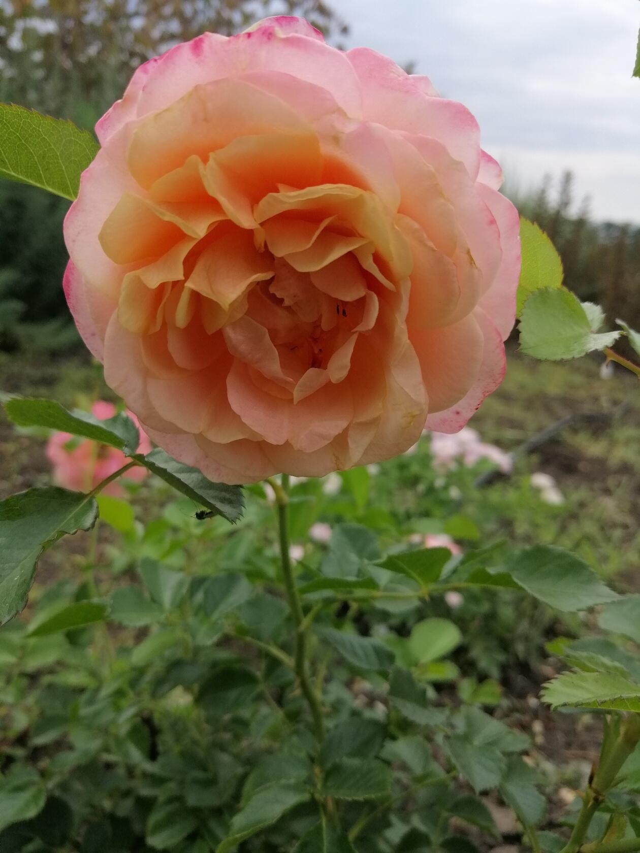 Пич Мельба (Peach Melba)
