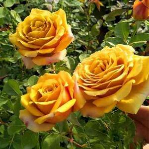 Пайн Дрим (Pine Dream) (япония)