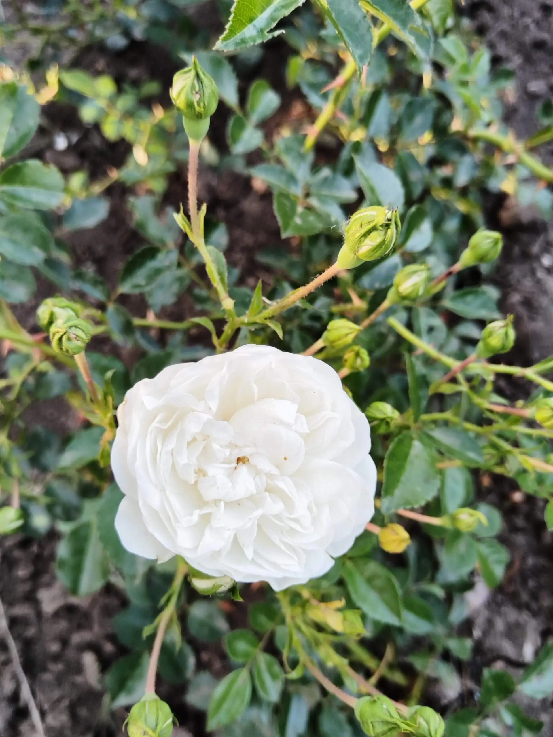 Уайт Фэйри (White Fairy)