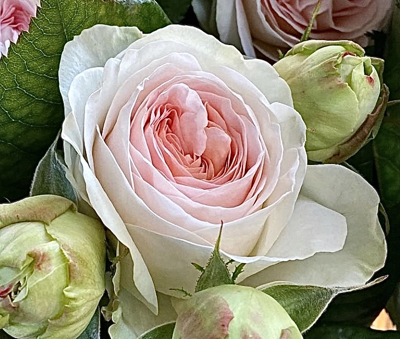Дольче Саммерхаус (Dolce Summerhouse)