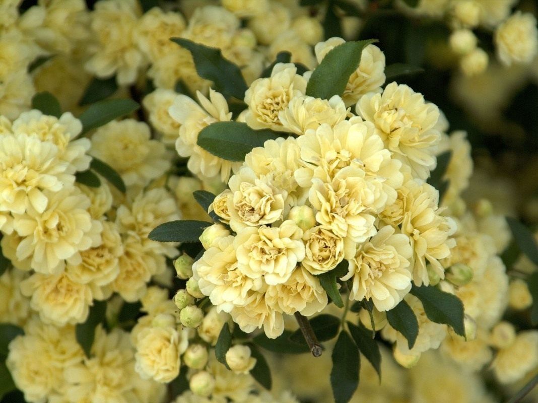 Леди Бэнкс Еллоу (Lady Banks Yellow)