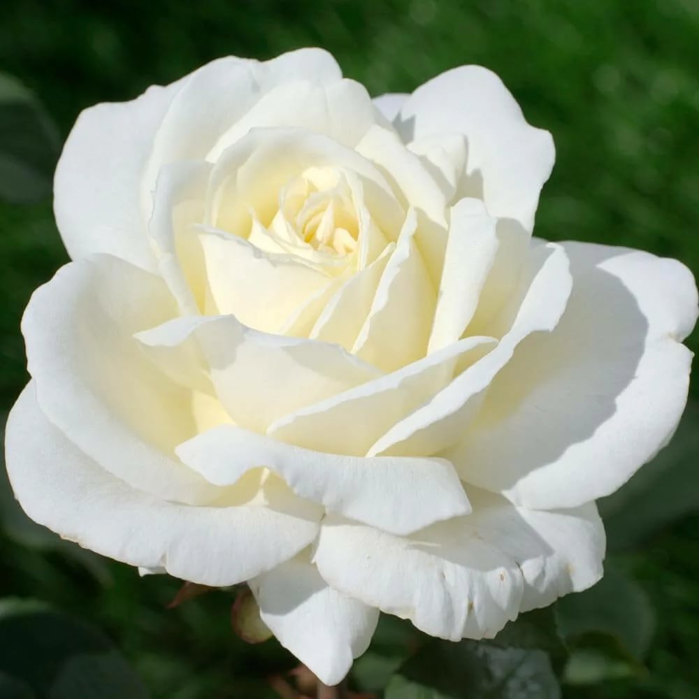 Роза Чайно Гибридная Поло Белая