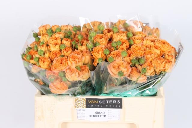 Оранж Трендсеттер (Orange Trendsetter)