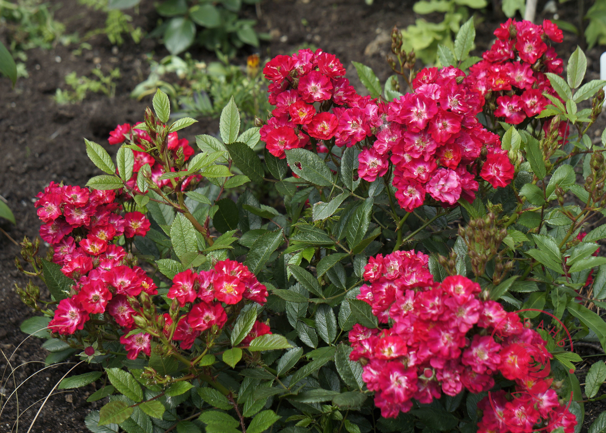 Альберих (Alberich)