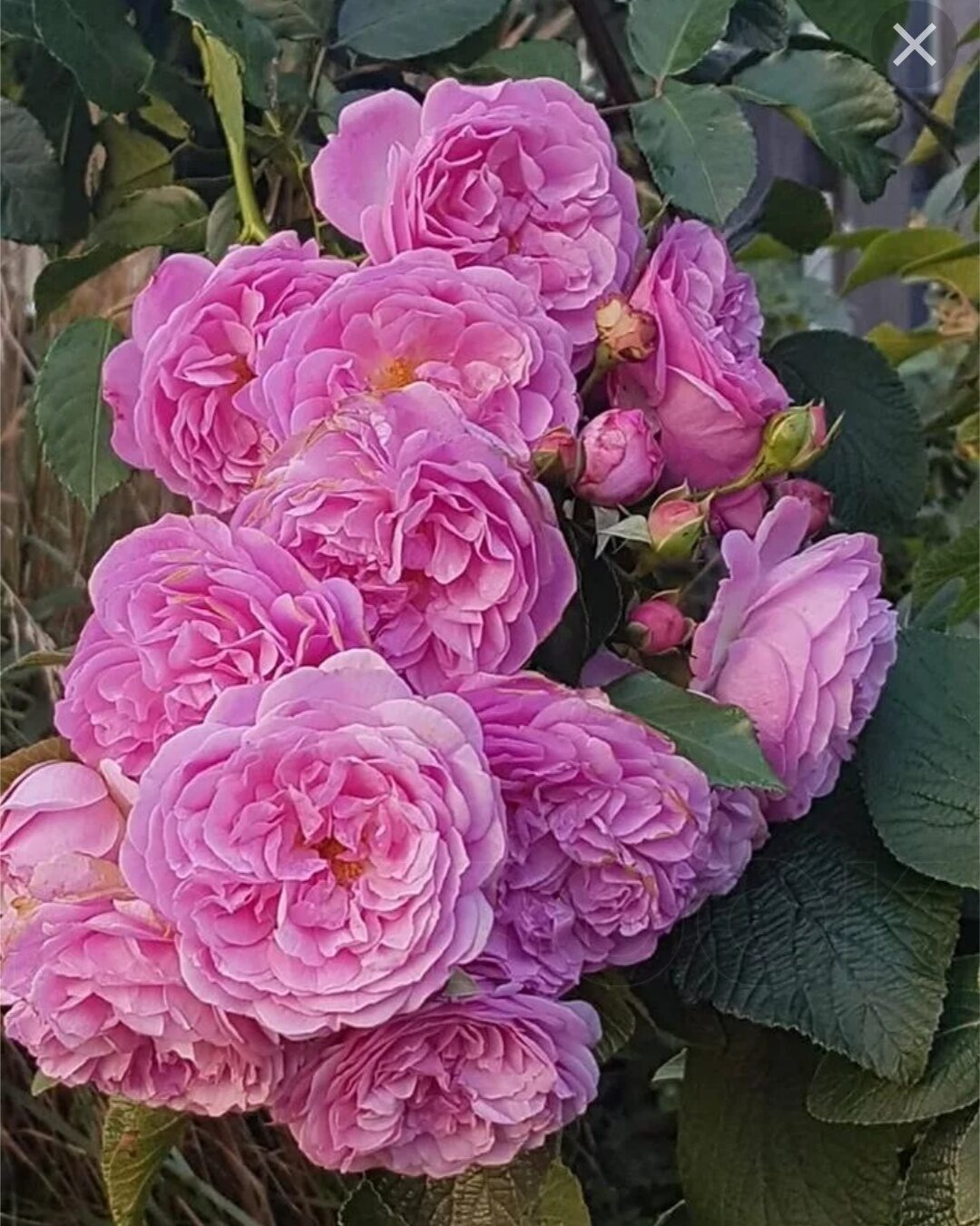Лавендер Лесси ( Lavender Lassie)