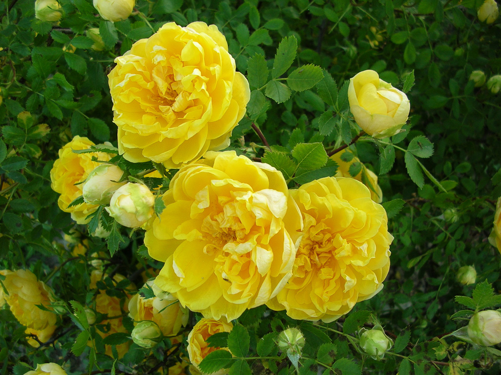 Persian Yellow (Персиан йеллоу)