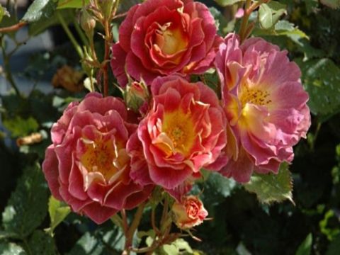 Приер де Сан Косм (Prieure de St Cosme)