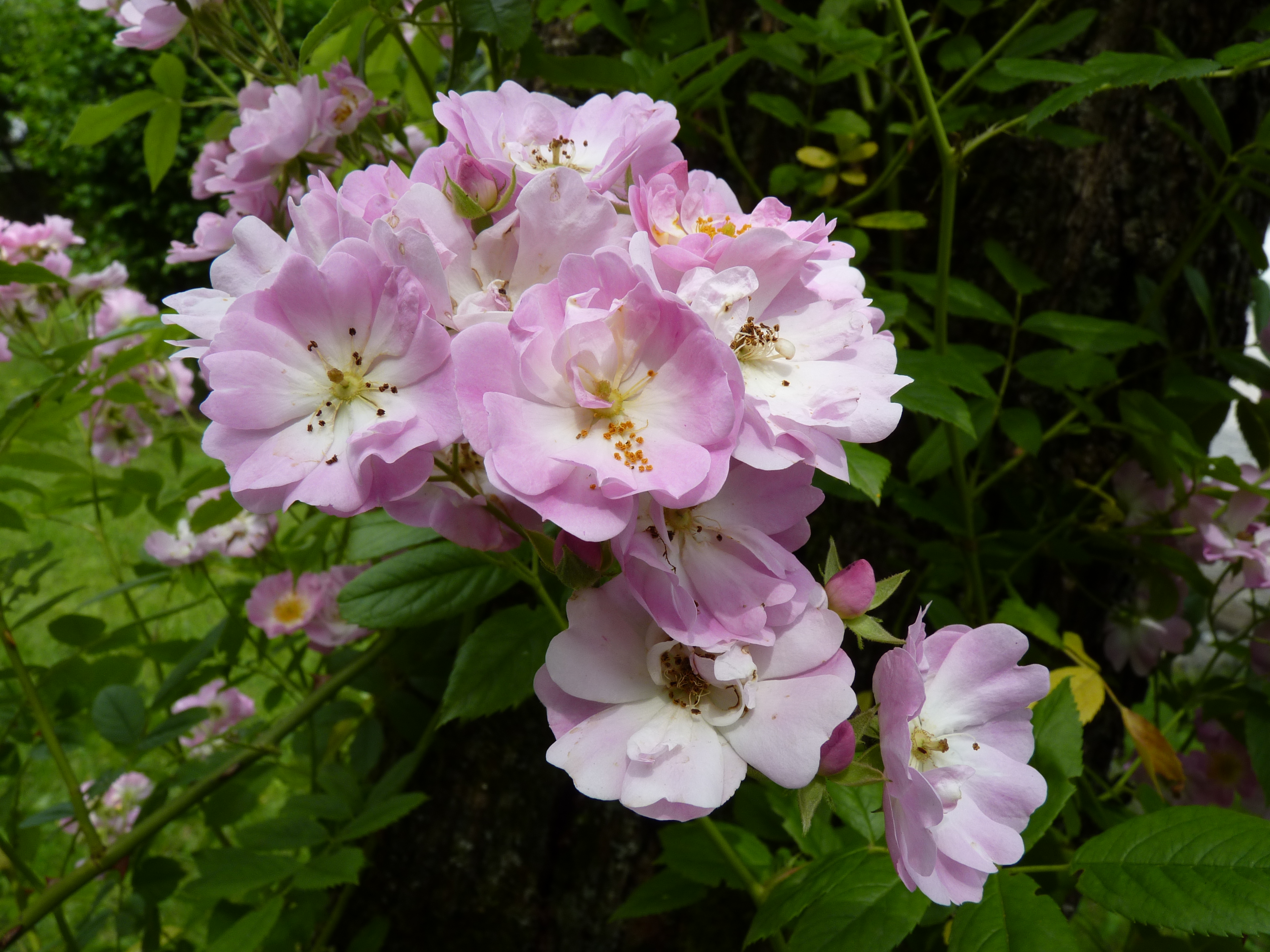 Эппл Блоссом (Apple Blossom)