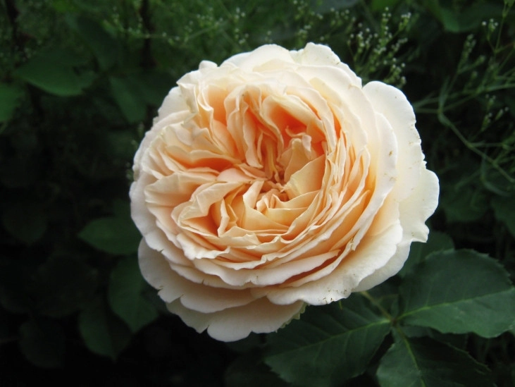 Дени Хан (Dany Hahn)