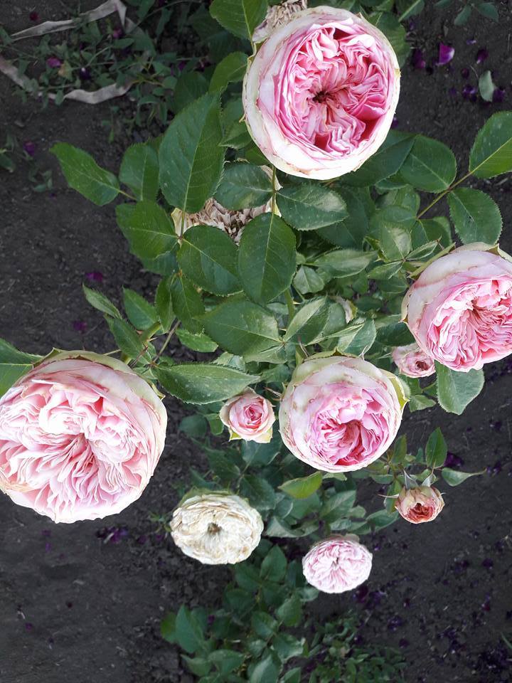 "Прайд оф Джейн (Pride of Jane)"