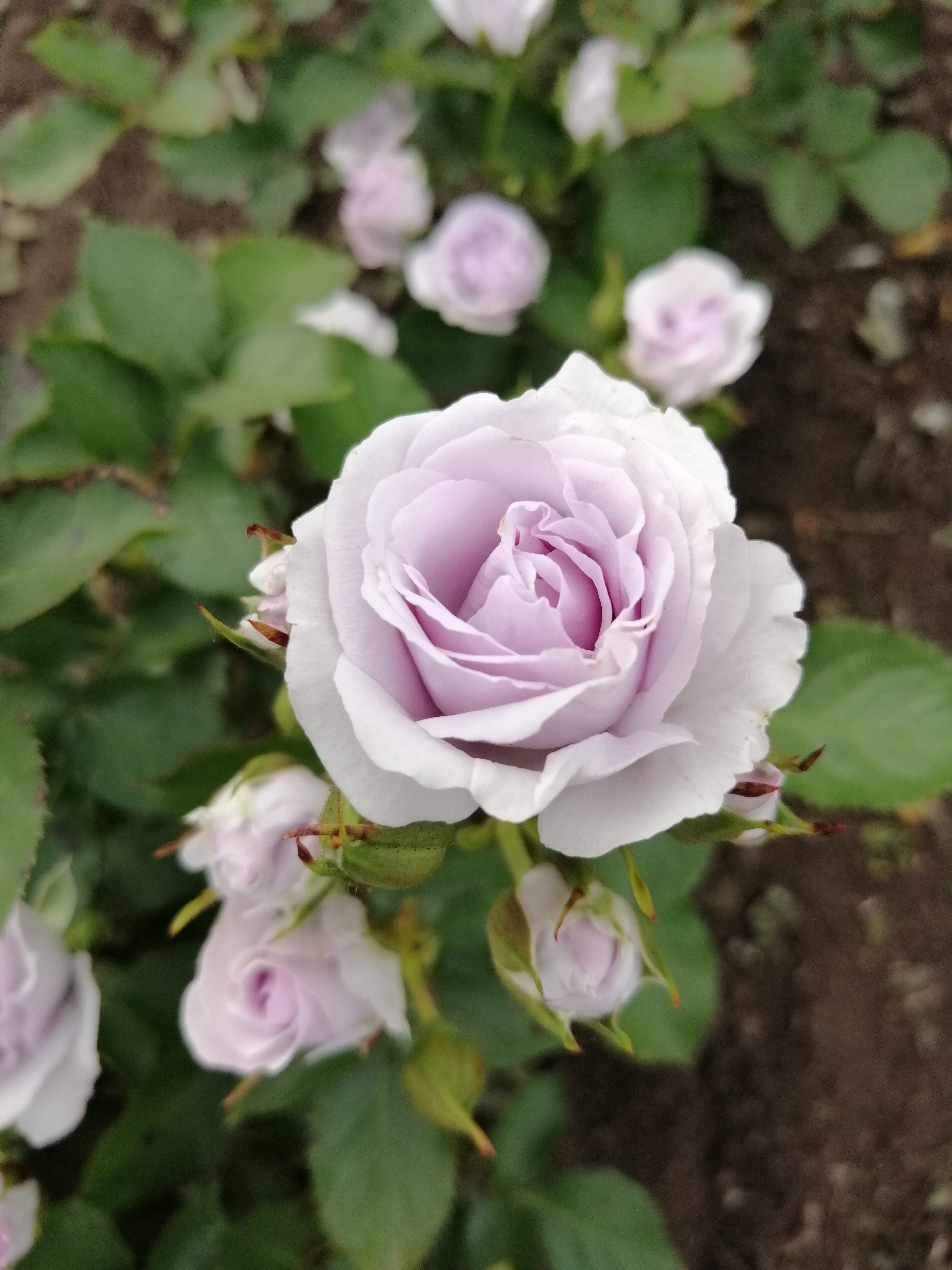 Лавендер Эверластинг   (Everlasting Lavender)