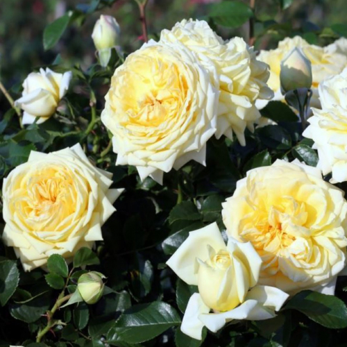 Надя Мейяндекор (Nadia Meillandecor)