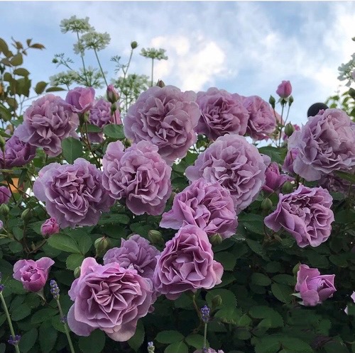 . Лавандовый букет  (Lavender Bouquet)