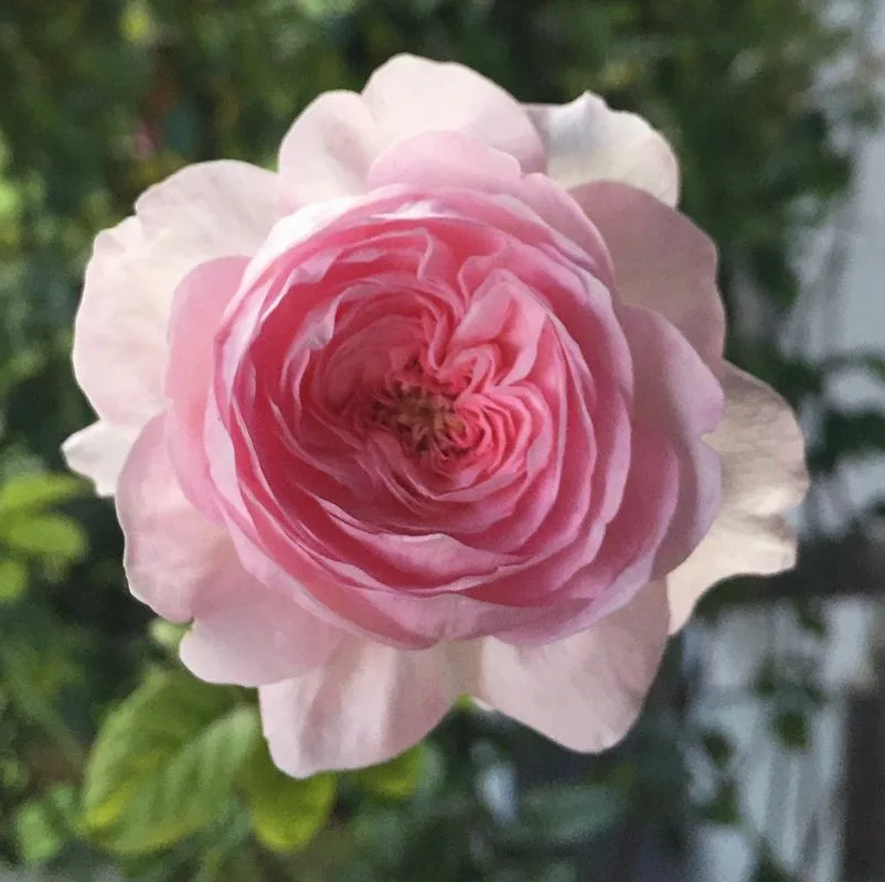 Мон Кёр (Mon Coeur)