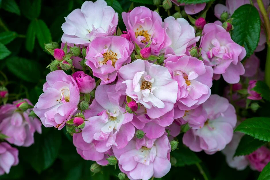Эппл Блоссом (Apple Blossom)