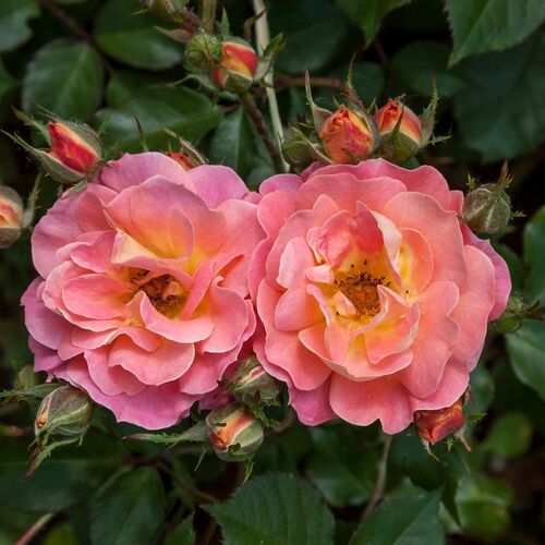 Приер де Сан Косм (Prieure de St Cosme)