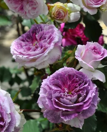  Kírke (Кирке) - япон.