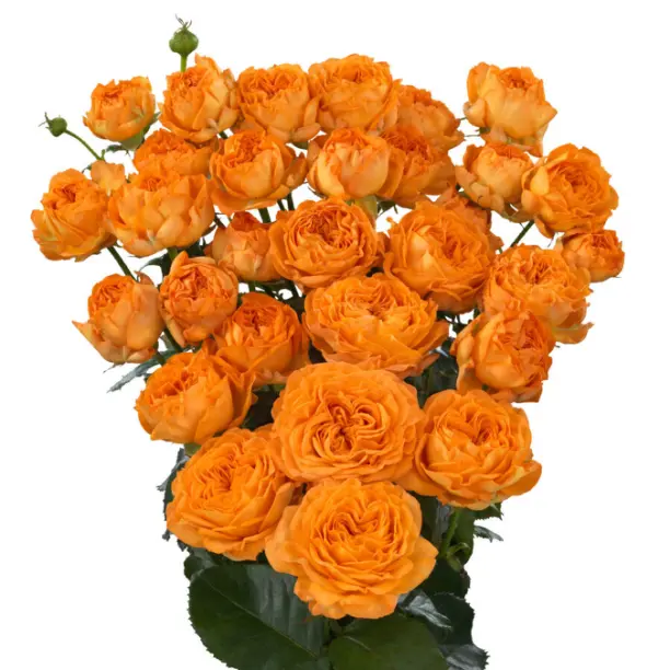 Оранж Трендсеттер (Orange Trendsetter)