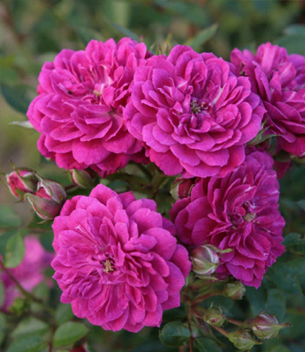 Purple Rain (Пёрпл Рэйн)