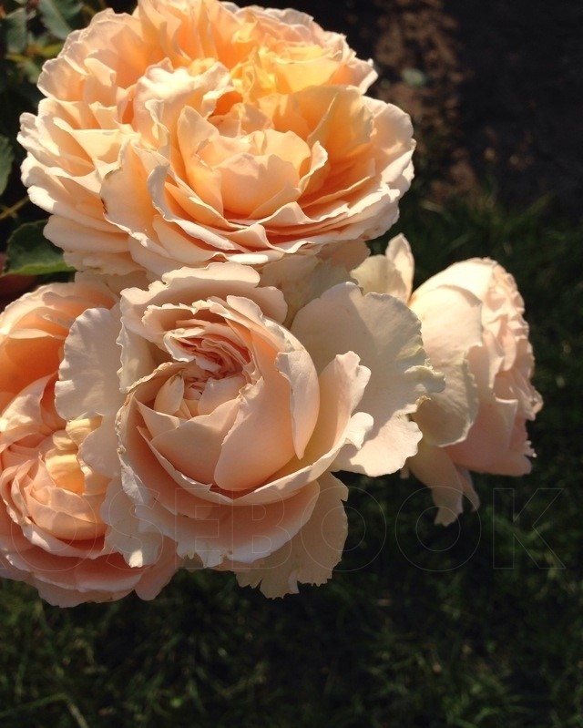 Дени Хан (Dany Hahn)