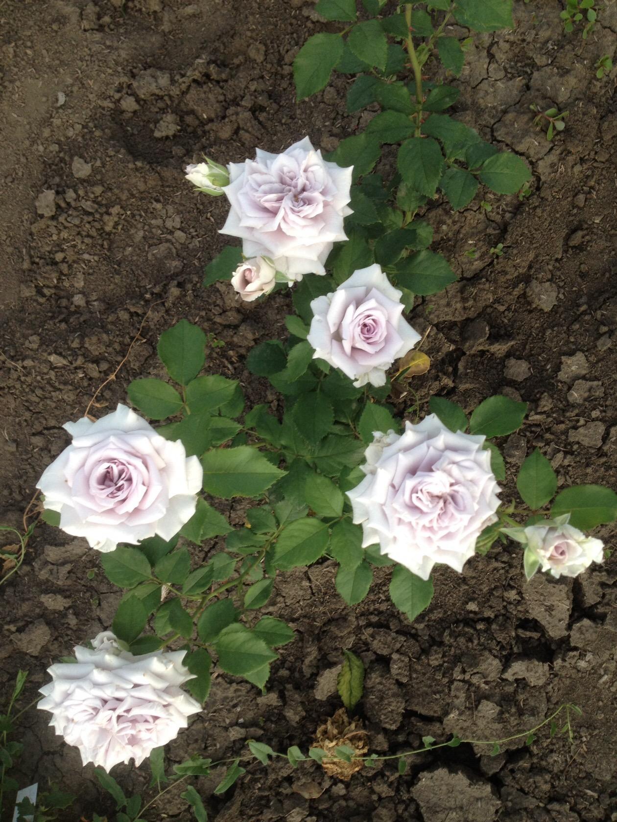 Саженцы розы Chateau Myrtille/Шато Мертию заказать почтой. Купить кусты  японские розы Chateau Myrtille/Шато Мертию в интернет-магазине.
