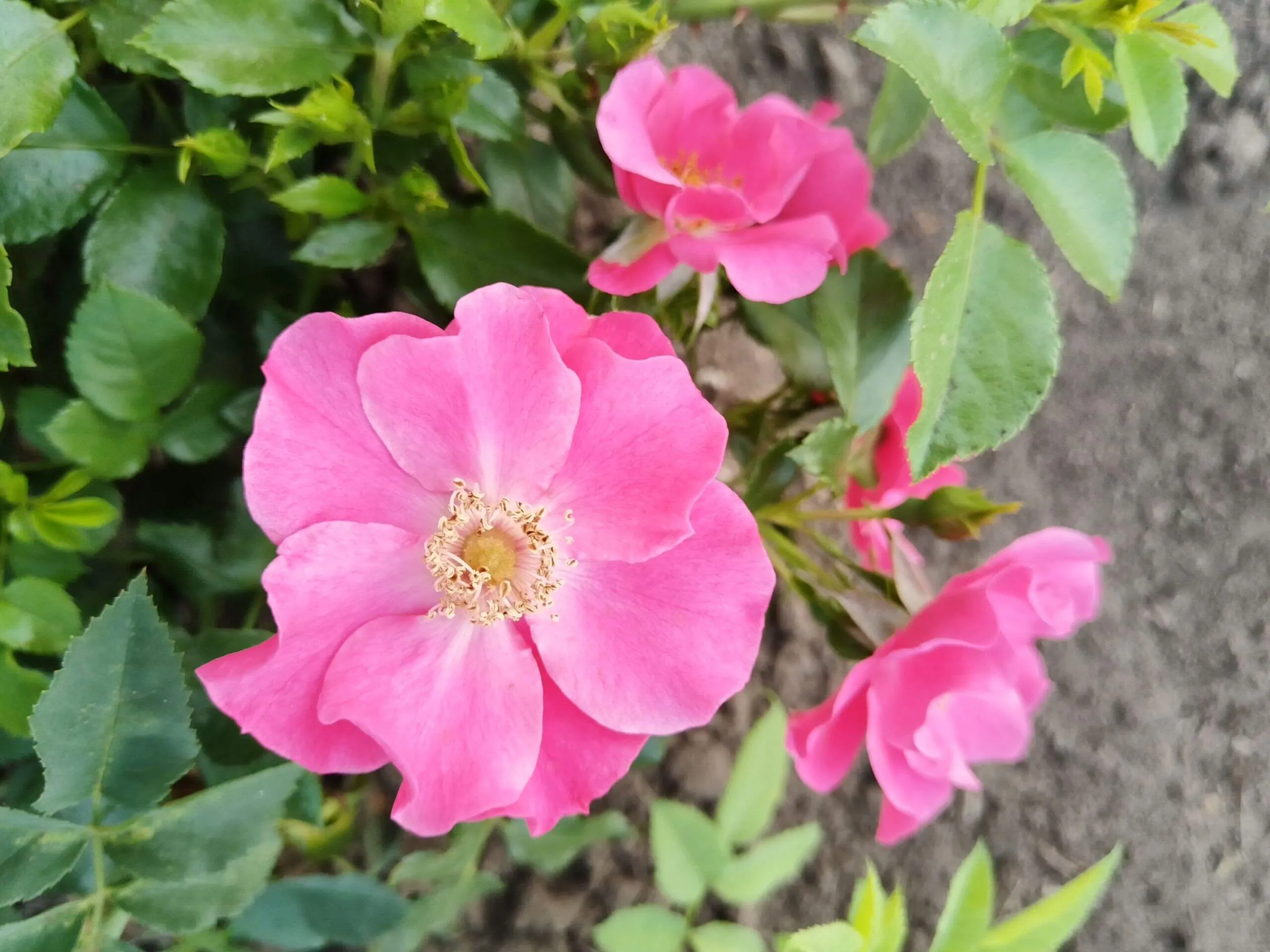 Штадт Ром ( Stadt Rom)