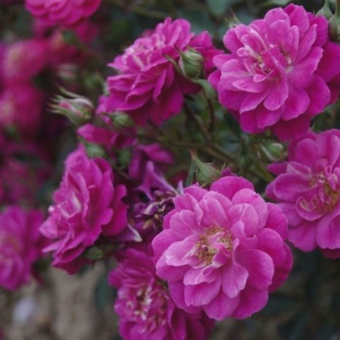 Purple Rain (Пёрпл Рэйн)