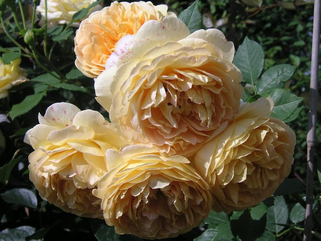 Rosa golden