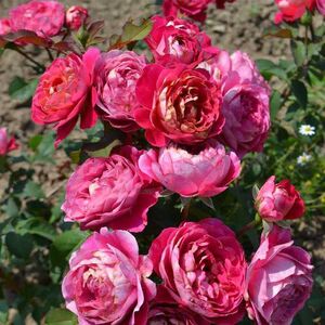 Сантенер де Л`ей-ле (Centenaire de L`Hay-les)