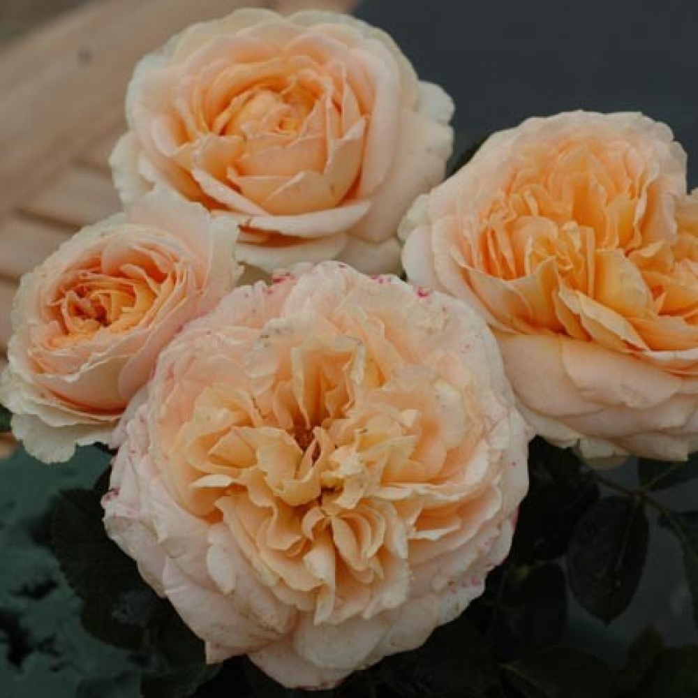 Дени Хан (Dany Hahn)