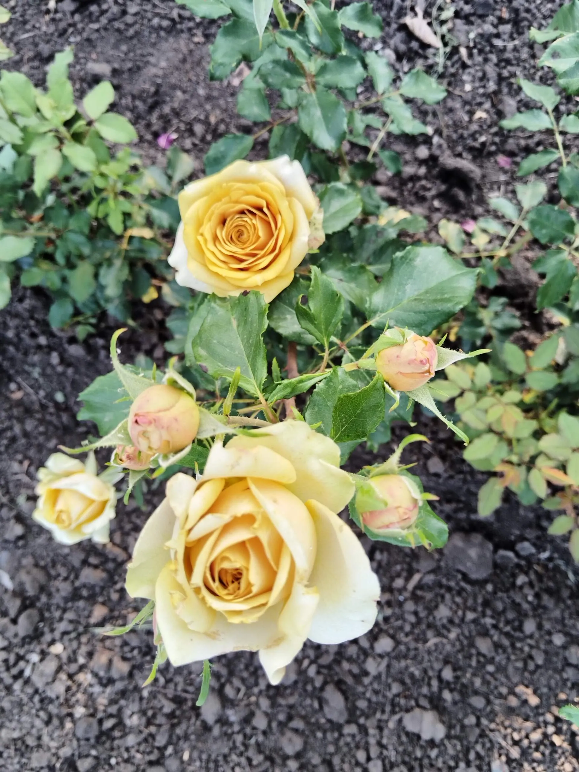 Пайн Дрим (Pine Dream) (япония)