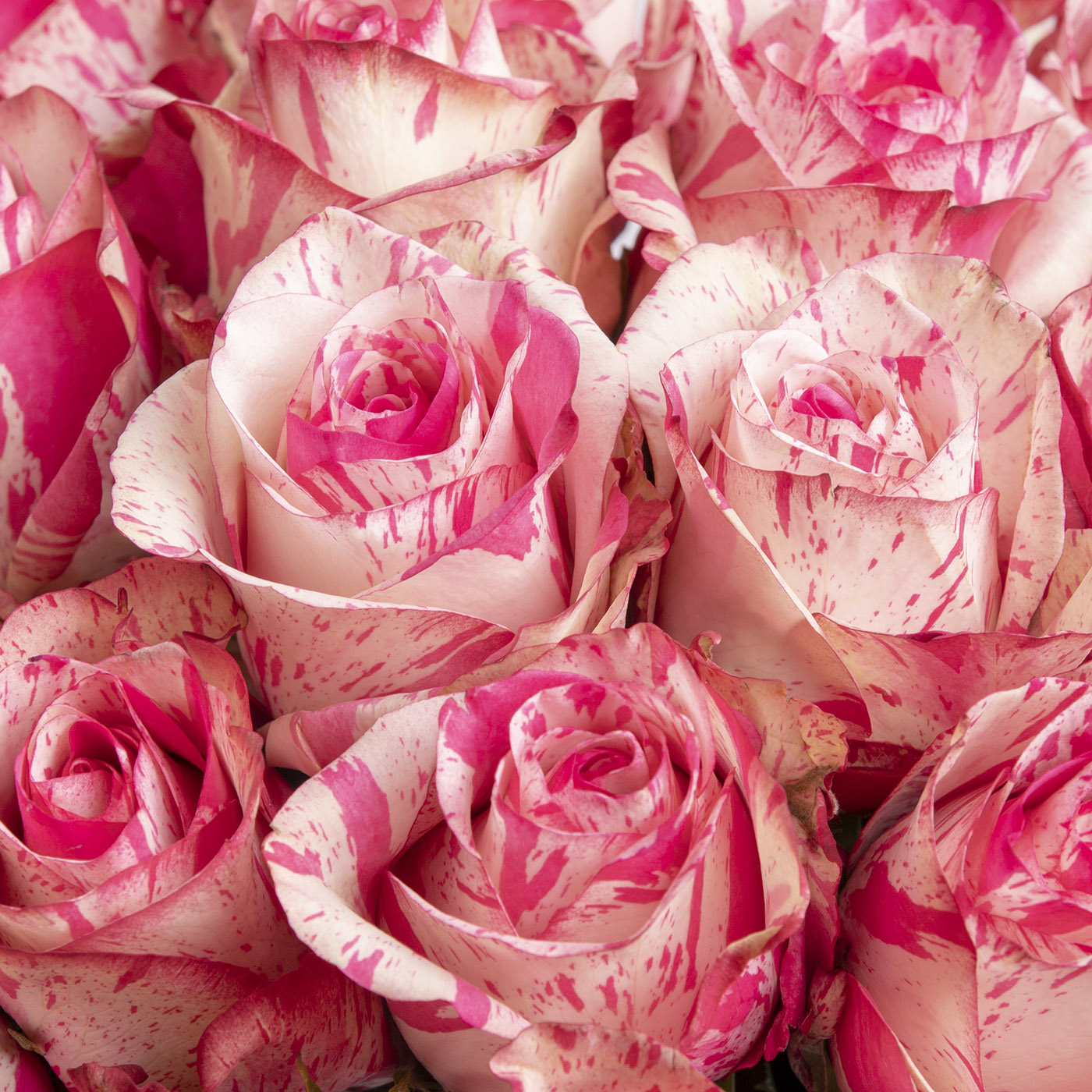 Порно томпақ