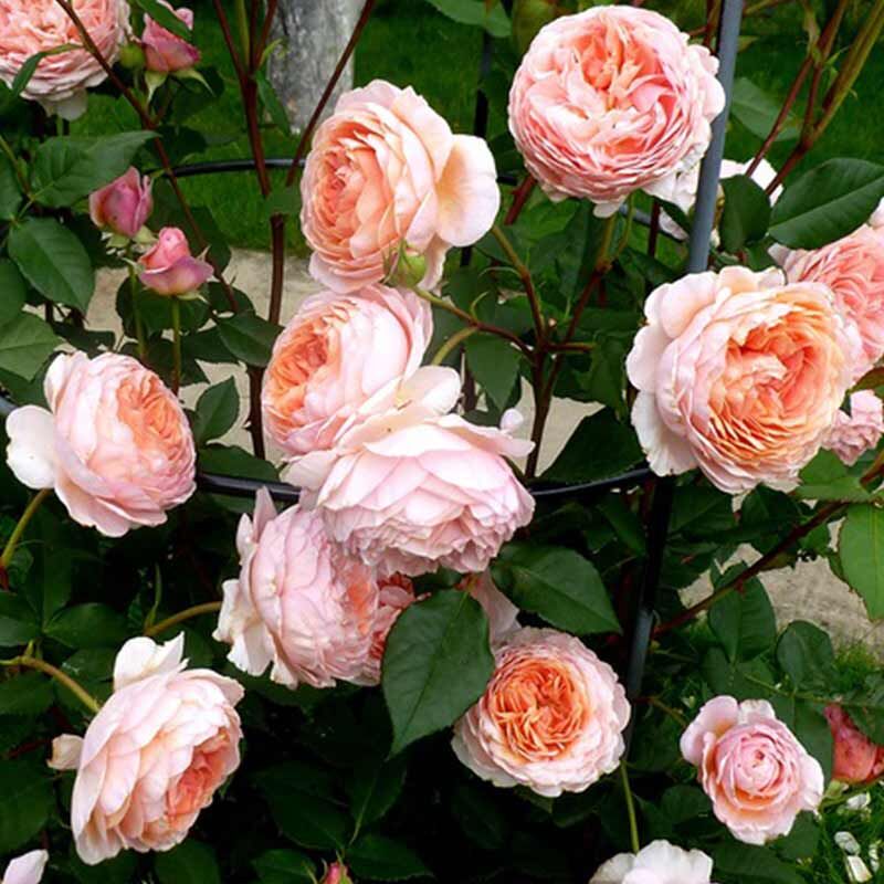 Уильям Моррис (William Morris)