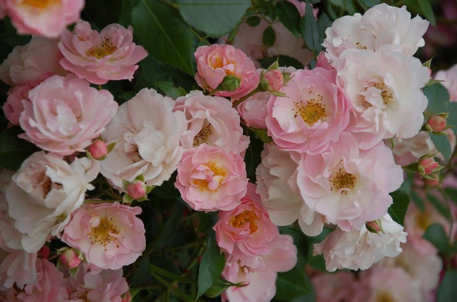 Пинк Скайлайнер (Pink Skyliner)