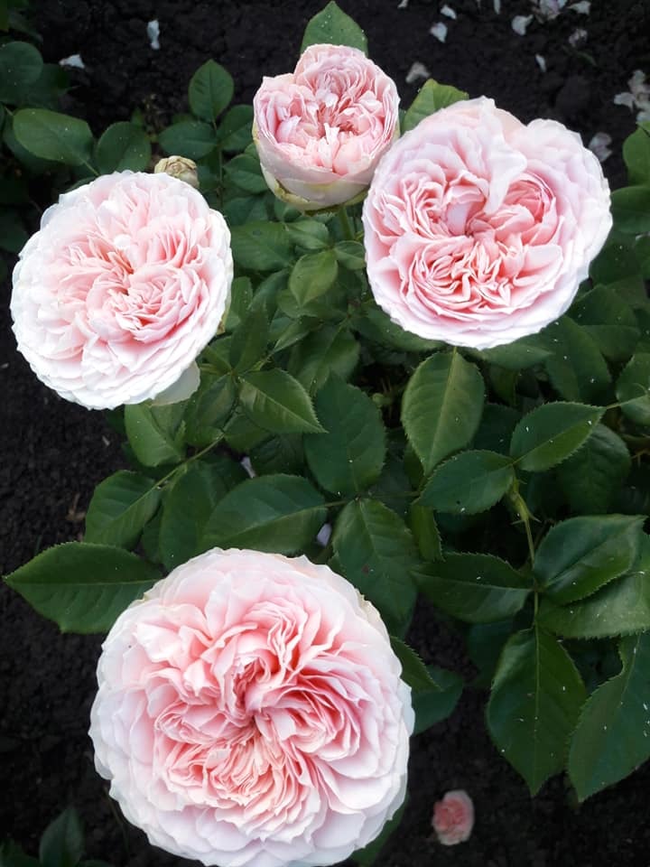 "Прайд оф Джейн (Pride of Jane)"