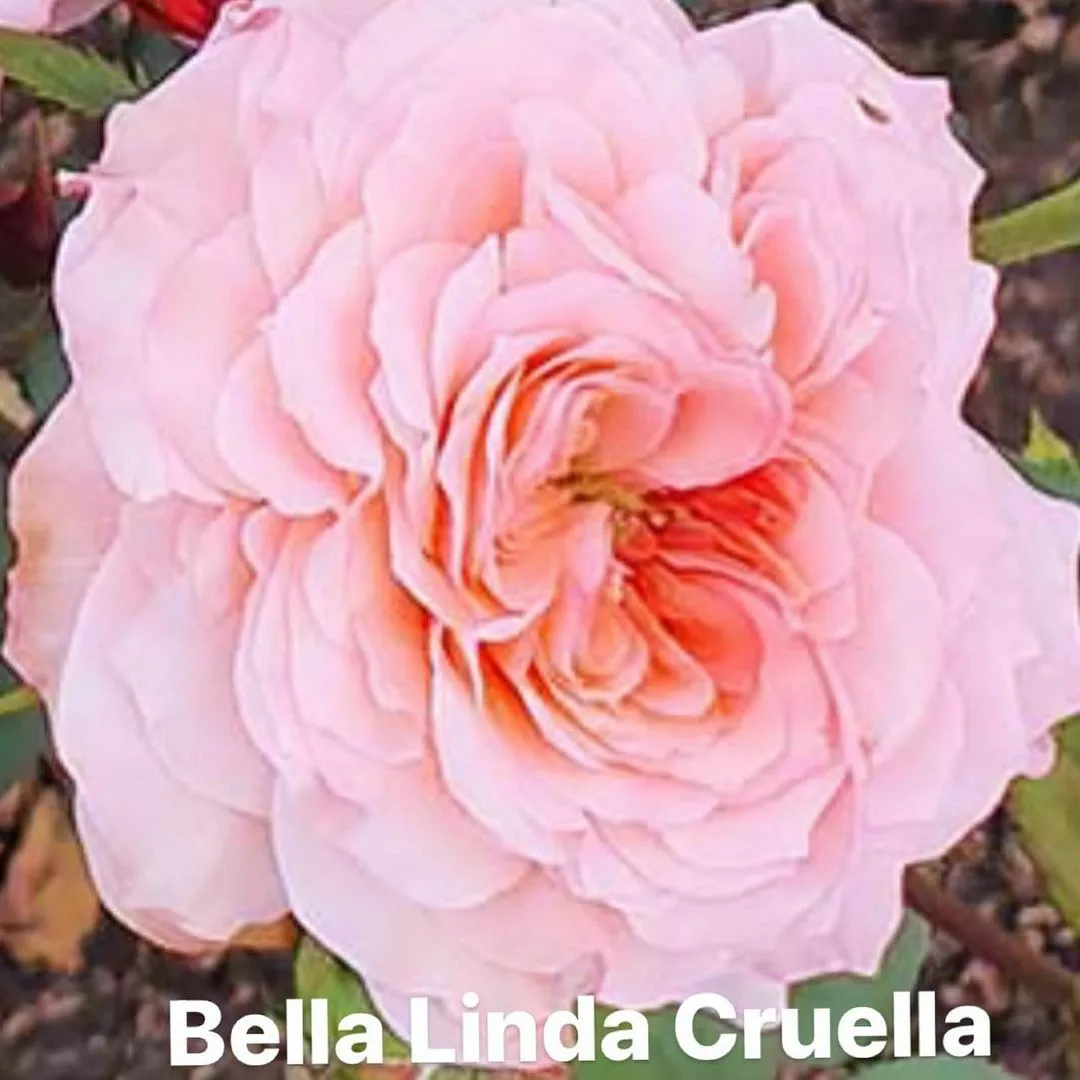 Белла Линда Круелла (Bellalinda Cruella)
