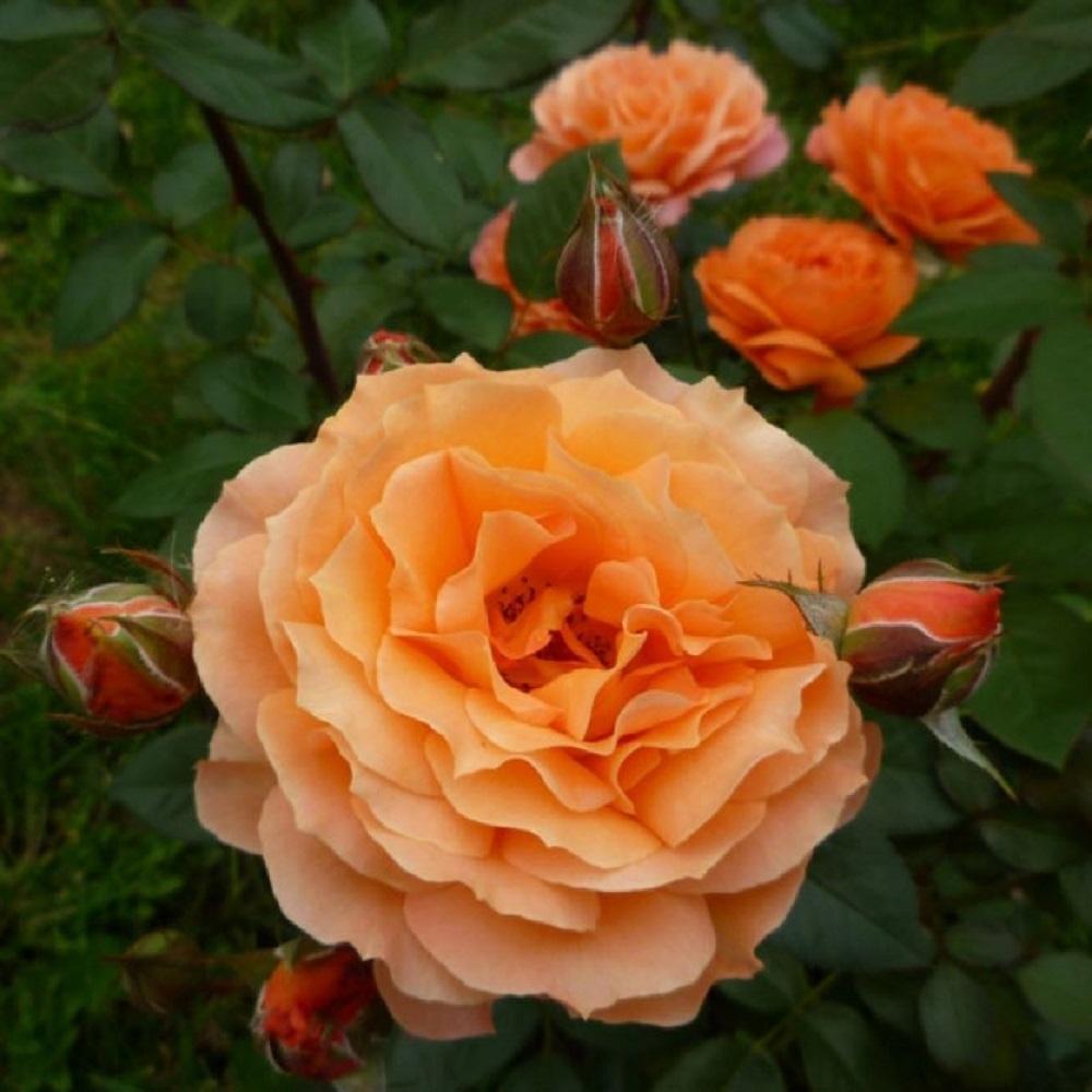 Роза шраб Бельведер оранжевая