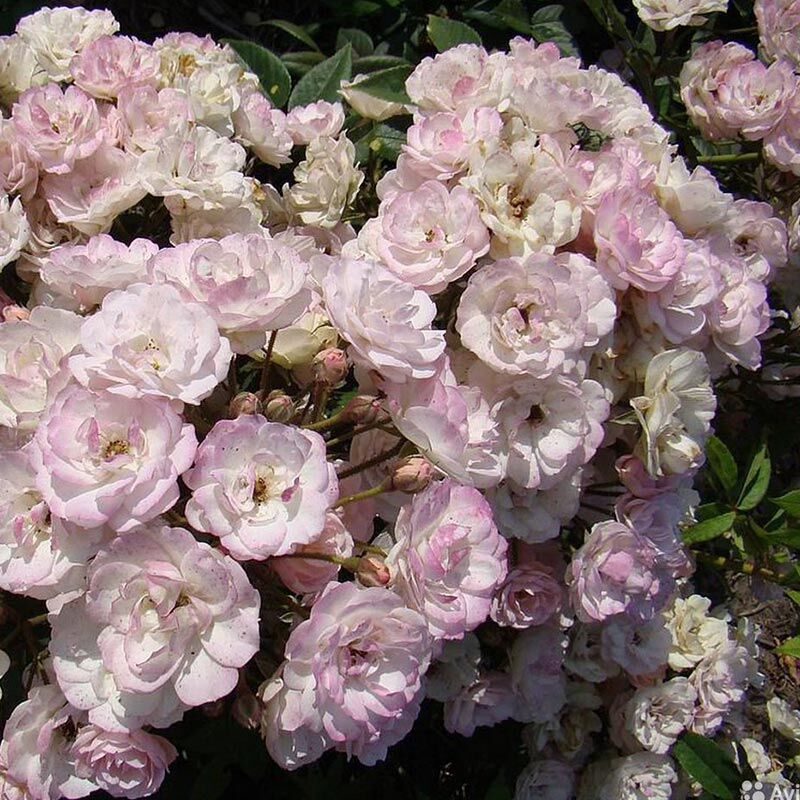 Петит де Тер Франш (Petite de Terre Franche)