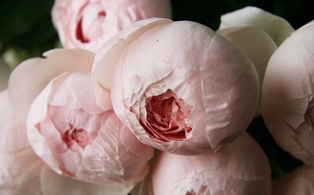 Пиони Пинк (Peony Pink)