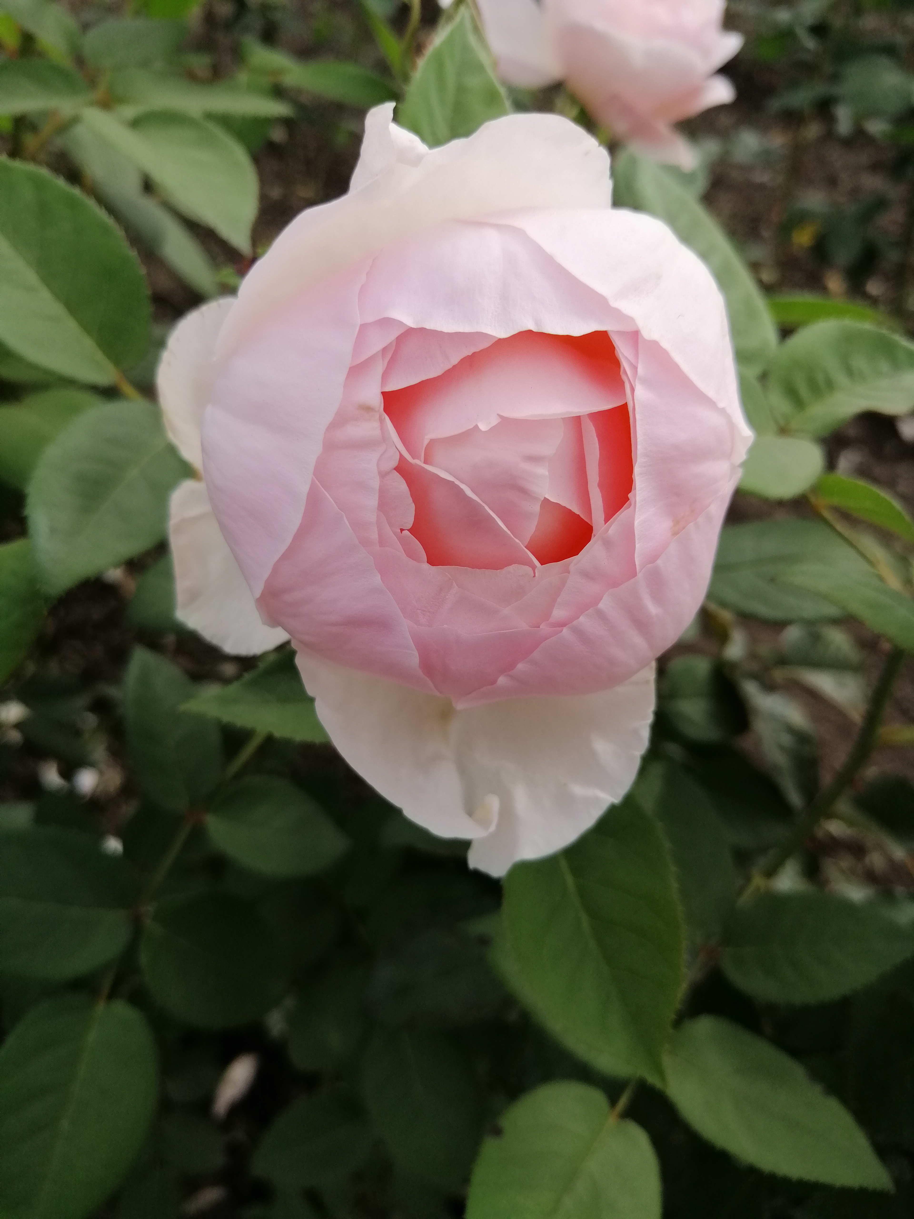 Пиони Пинк (Peony Pink)