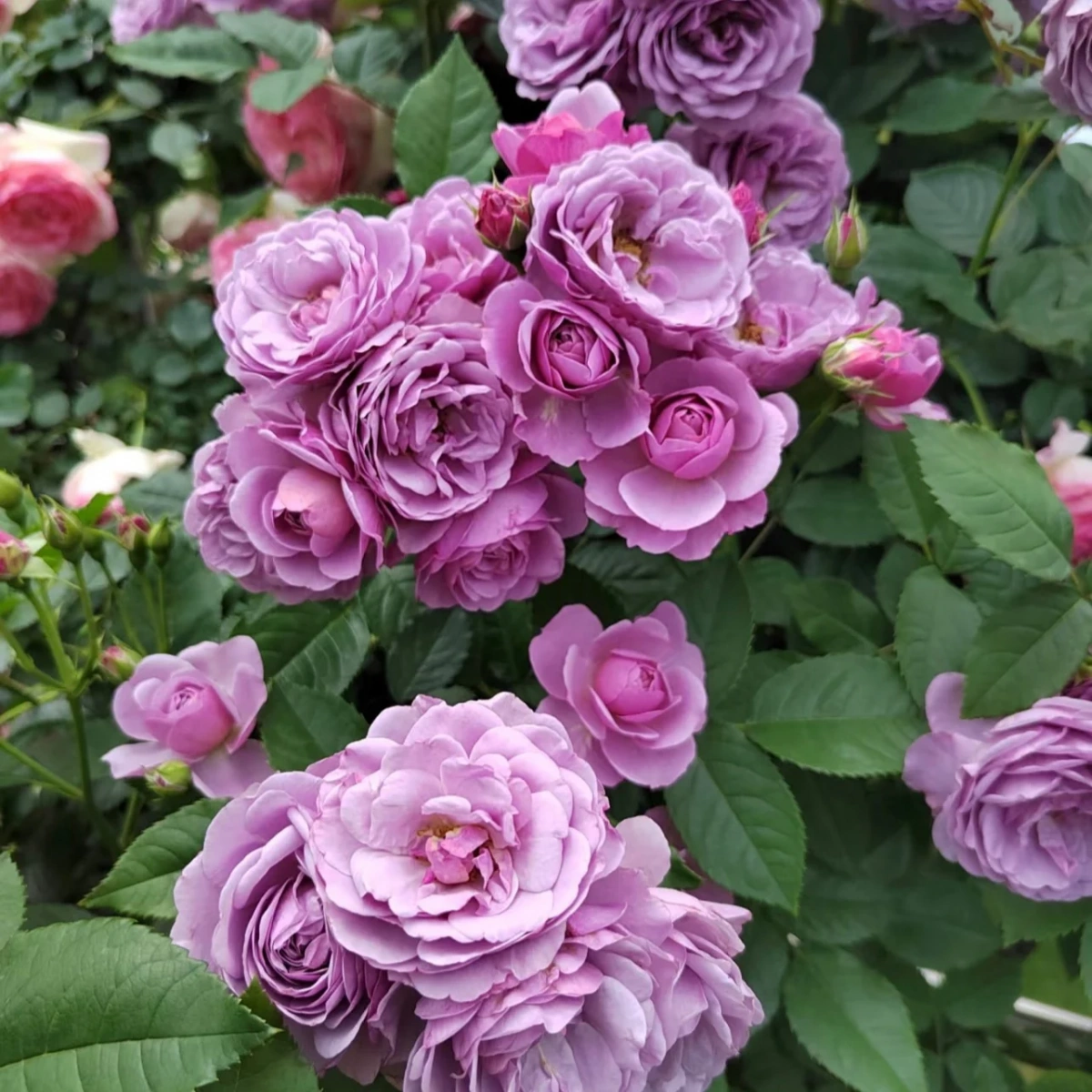 . Лавандовый букет  (Lavender Bouquet)