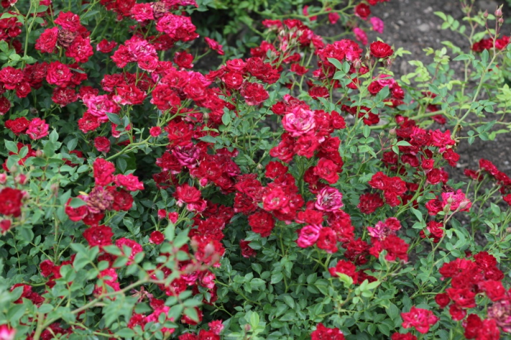 Ред Каскад (Red Cascade)
